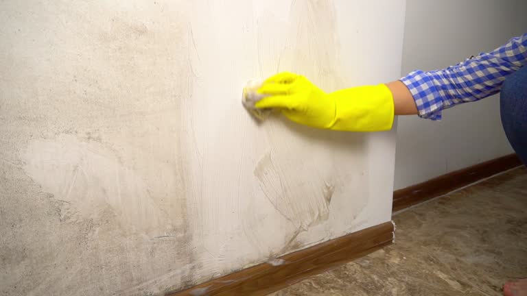 Shorewood, WI Mold Removal Company